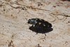 Buprestis octoguttata